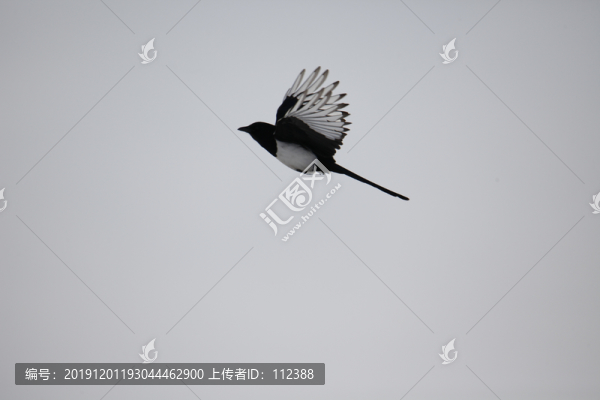 喜鵲嬉戲喜上眉梢鵲橋相會(huì)飛駁鳥(niǎo)