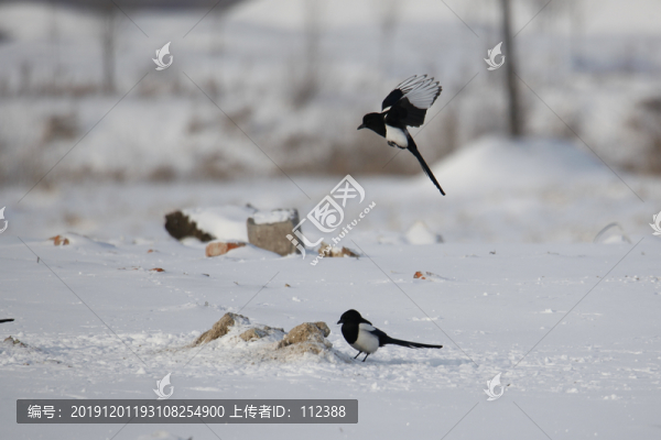 喜鵲嬉戲喜上眉梢鵲橋相會(huì)飛駁鳥