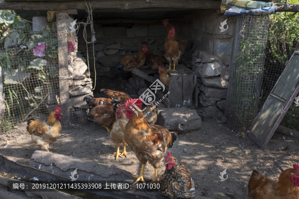 農(nóng)家雞