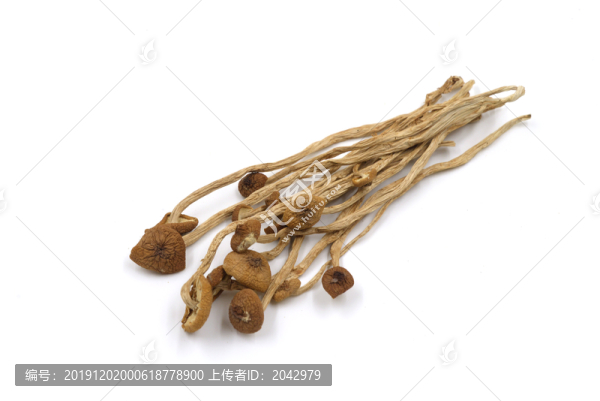 茶樹菇