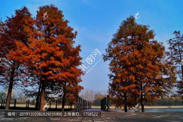 公園綠化冬景