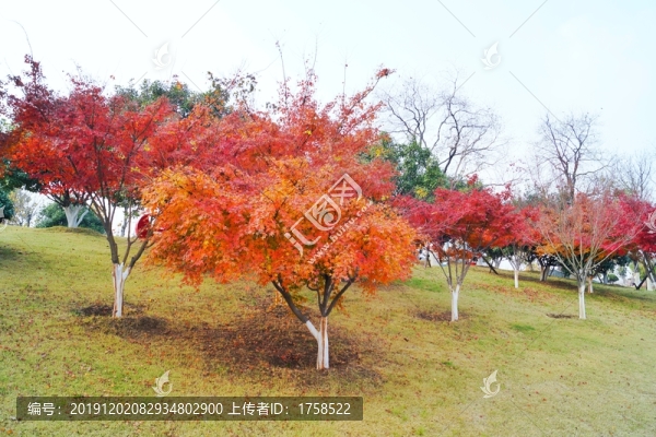 公園綠化冬景