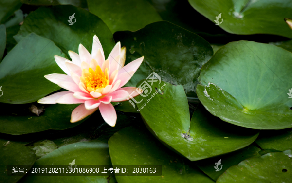 蓮花