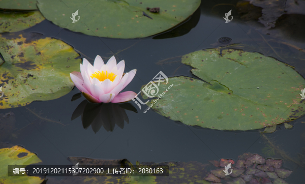 蓮花