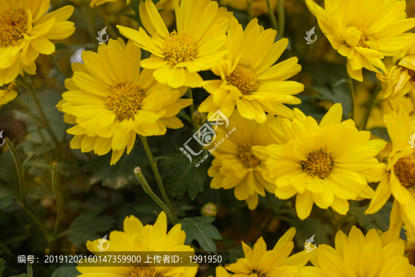 菊花