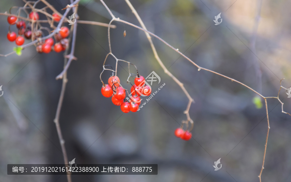 深秋的白英果實(shí)
