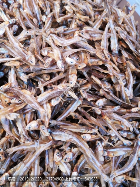 銀魚