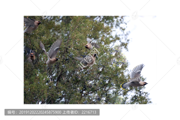 太平鳥