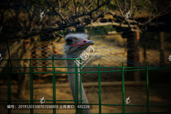 駝鳥