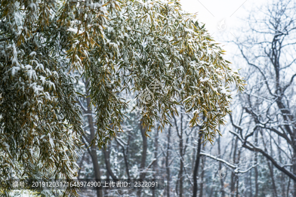 冬季戶外竹葉上的雪花