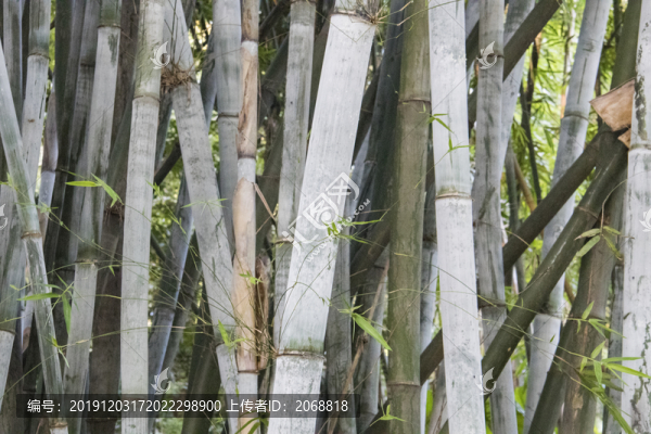 竹