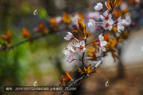 戶外山桃花特寫