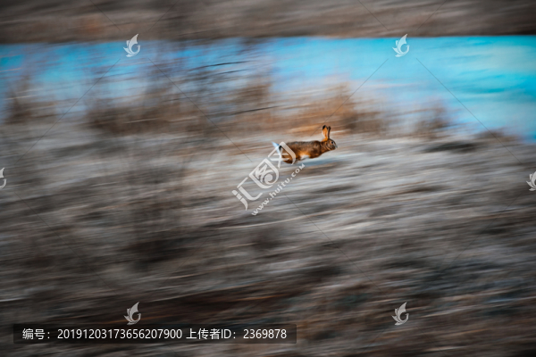 一只奔跑的兔子