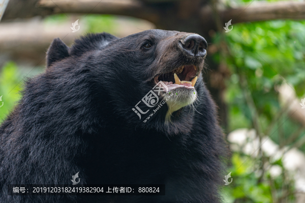 黑熊