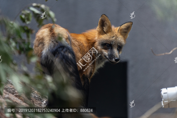 赤狐