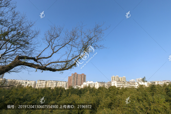 城市樹林竹海