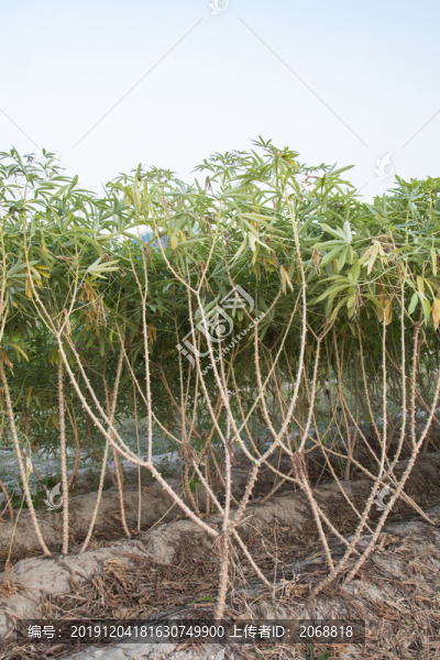 木薯種植