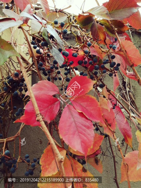 紅葉藤條