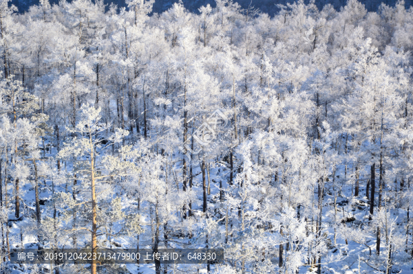 北方樹林