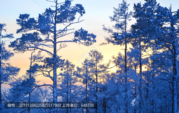 冬季樹林