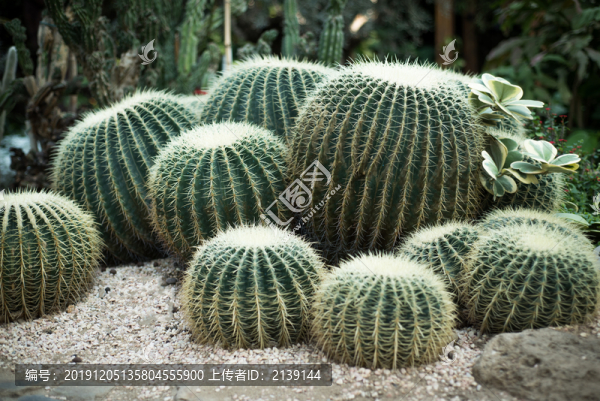 植物