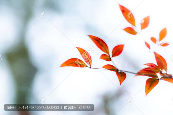 南天竹