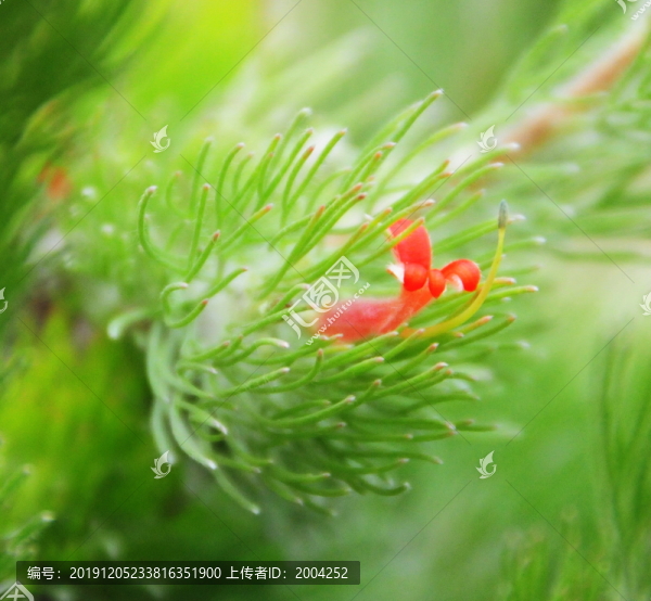 西澳的野花