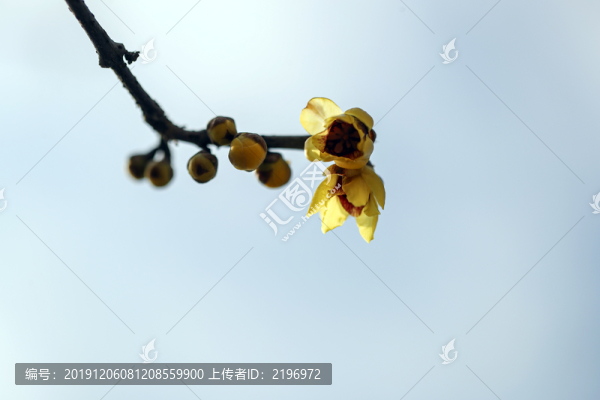 一枝臘梅