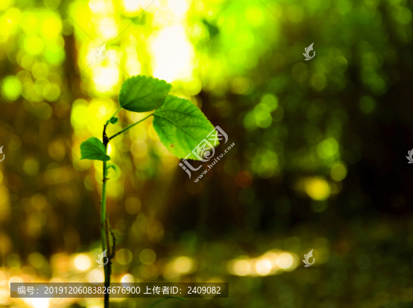 發(fā)芽樹葉