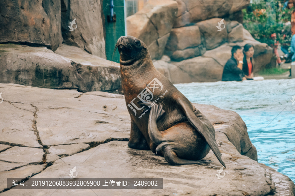 海獅