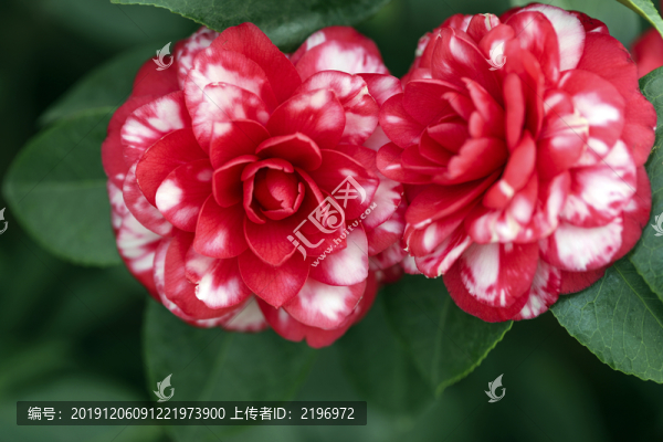 多彩茶花