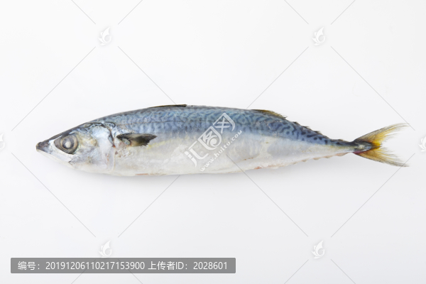海鲅魚2