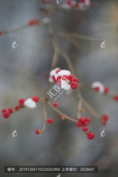 雪中的紅果子4