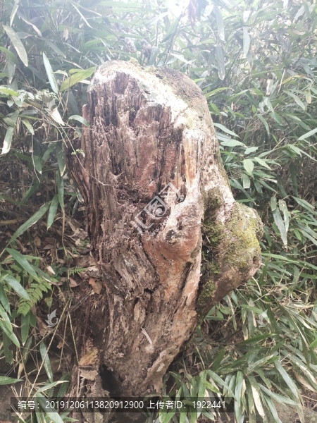 枯木樁