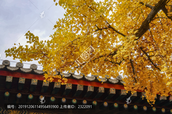 古代建筑下的銀杏葉