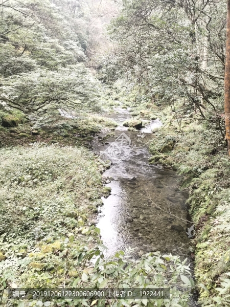 林中溪水