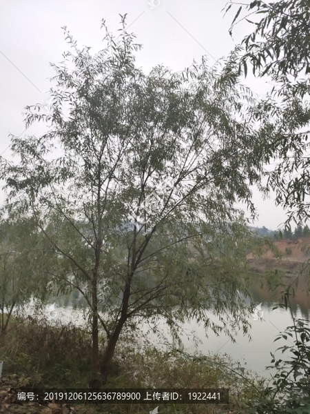 柳樹(shù)