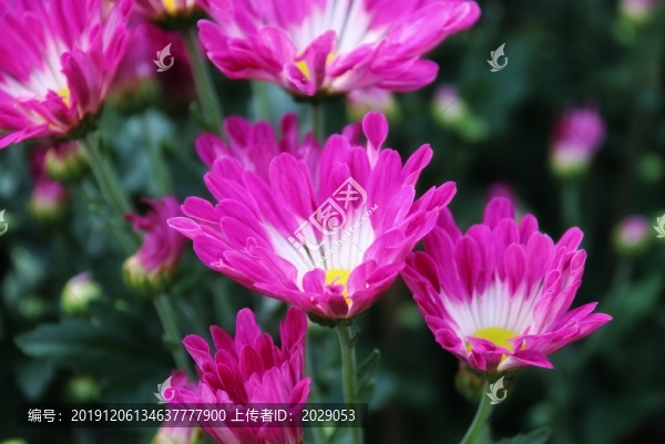小菊花
