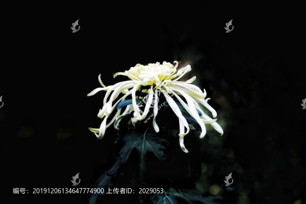 白菊