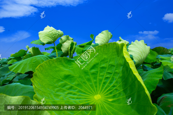 荷葉