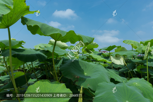 荷葉