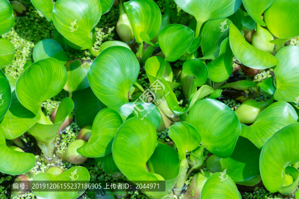 鳳眼藍(lán)