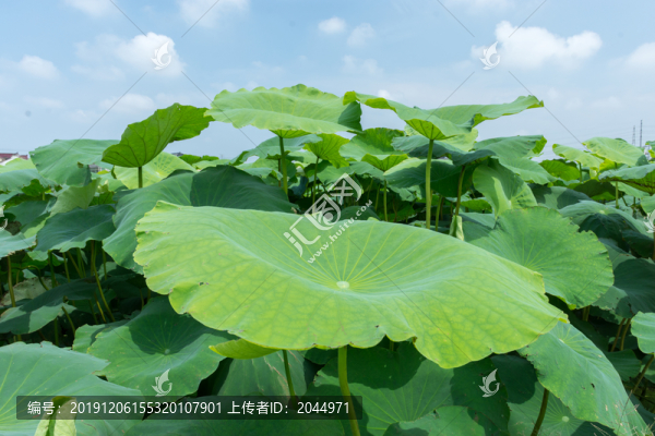 荷葉