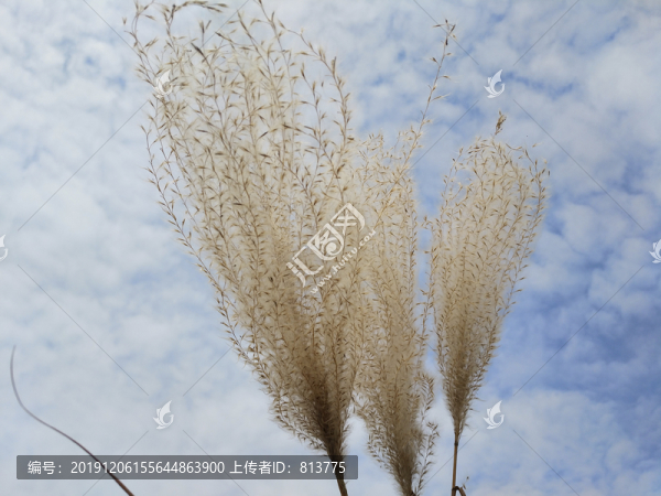 荻花