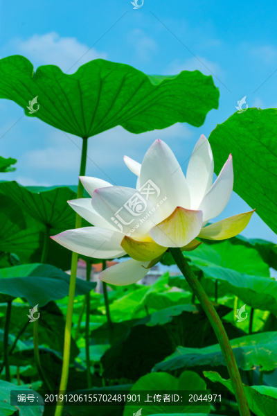 荷花