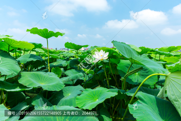 荷花