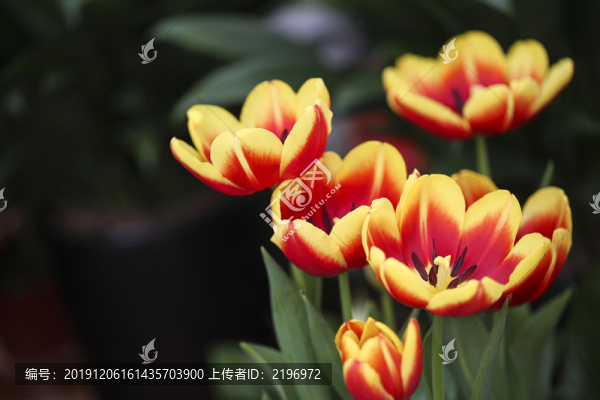 郁金香