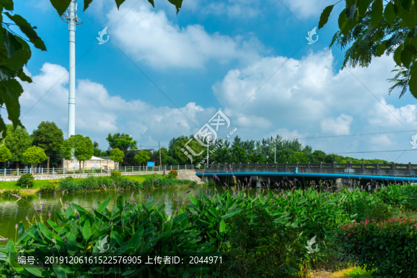 再力花