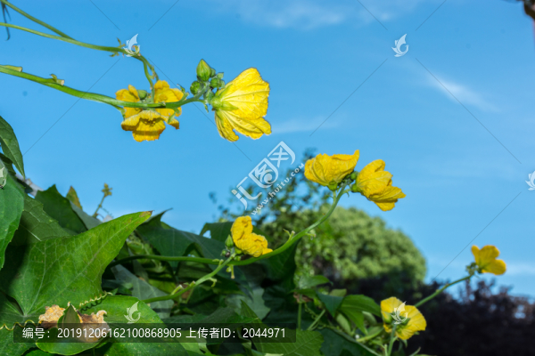 絲瓜花