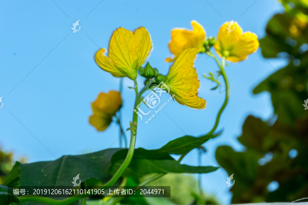 絲瓜花